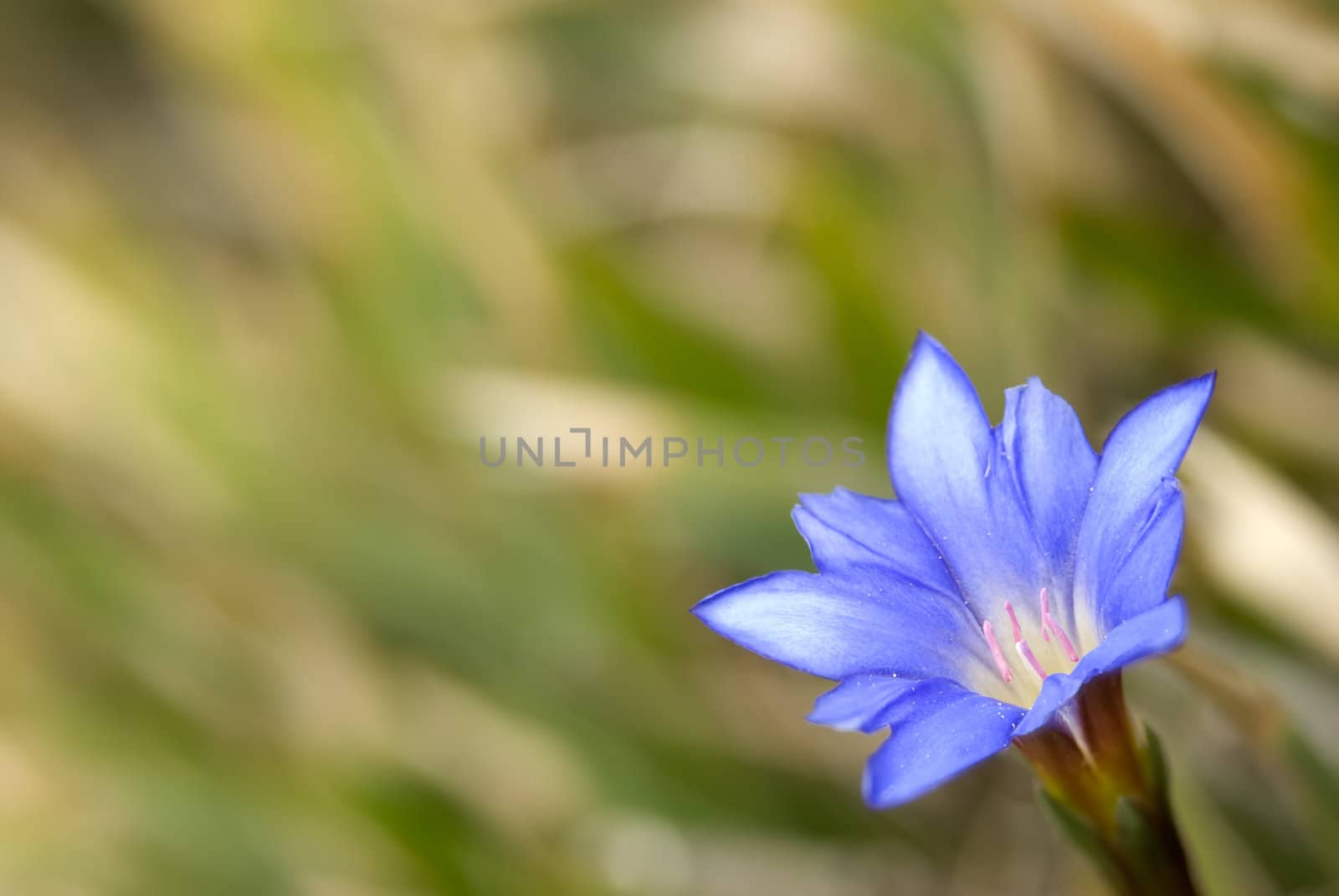 Gentiana arisanensis Hayata by elwynn