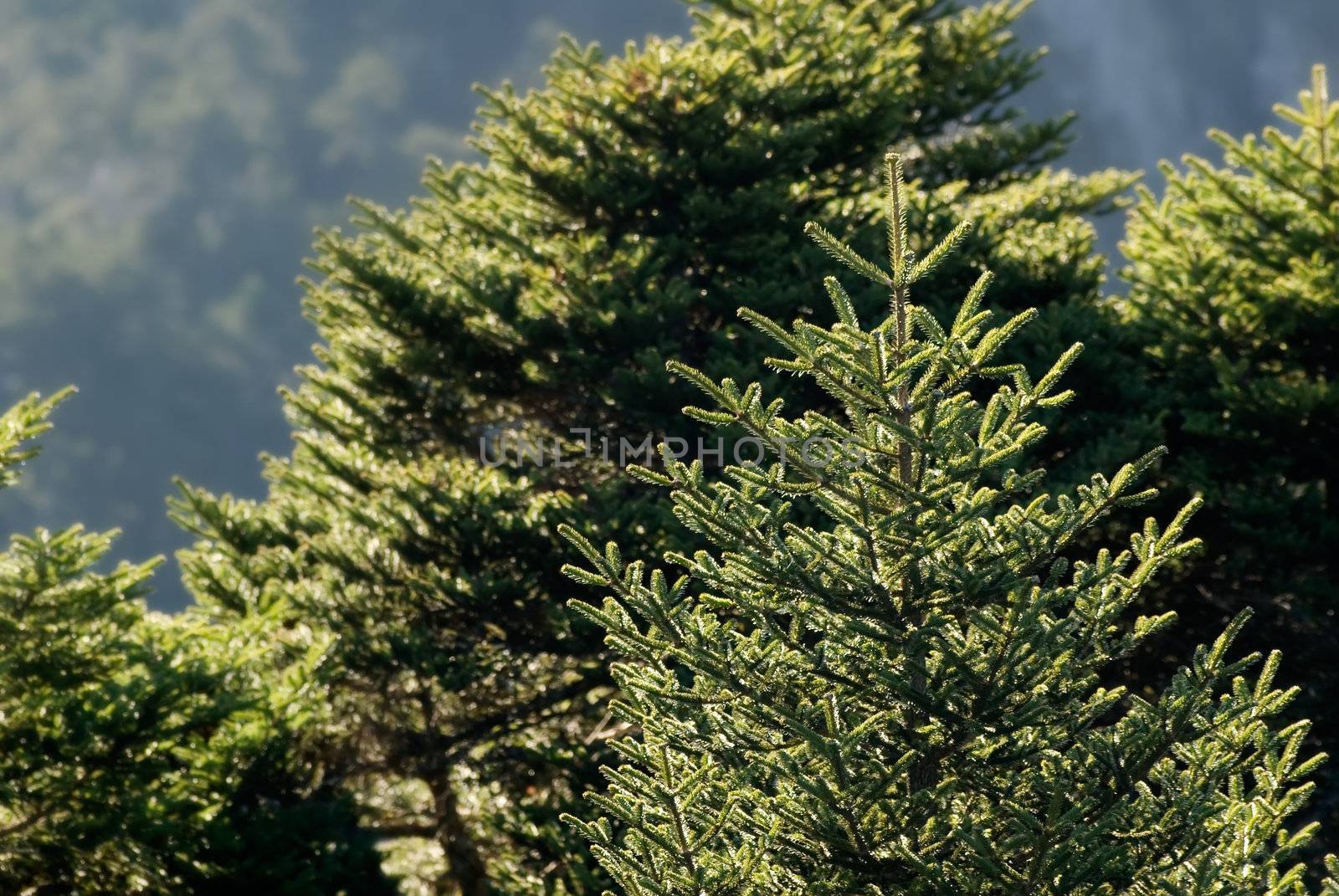 There are beautiful forest of fir in the morning.