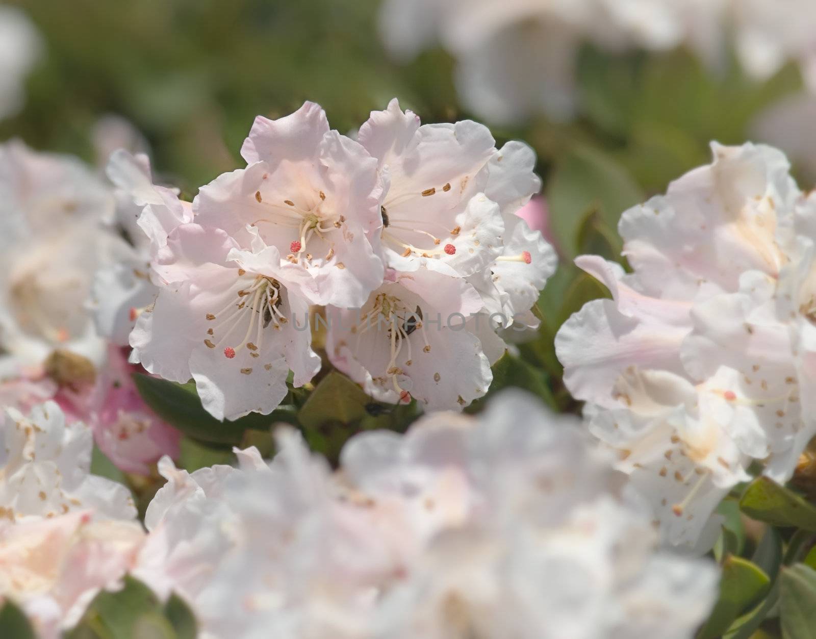 Here were purple and beautiful flower of azalea.