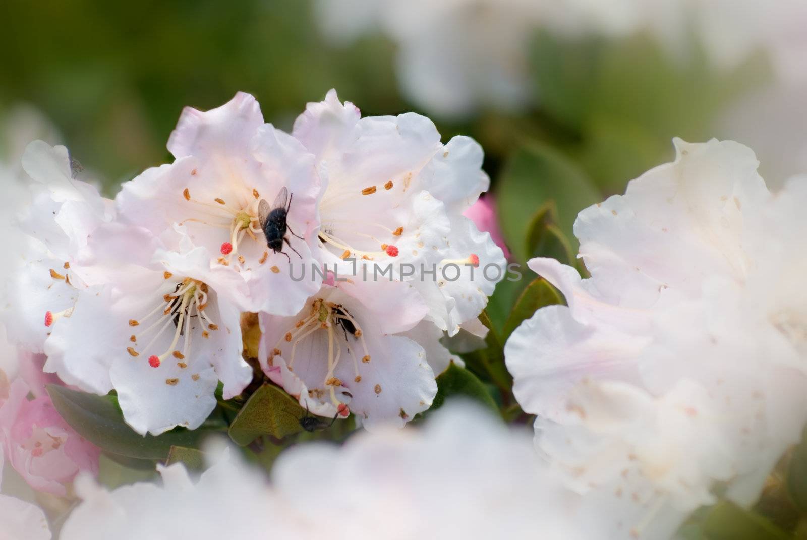 flower of azalea by elwynn