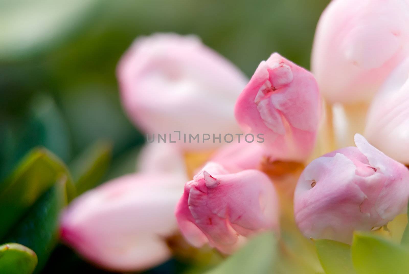 Here were purple and beautiful flower of azalea.