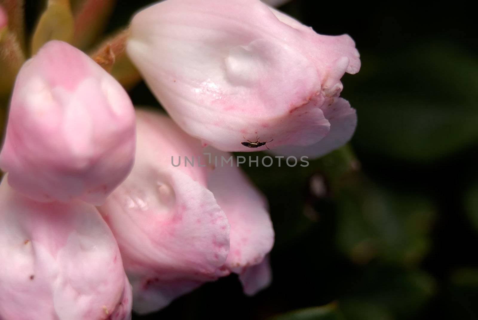 Here were purple and beautiful flower of azalea.