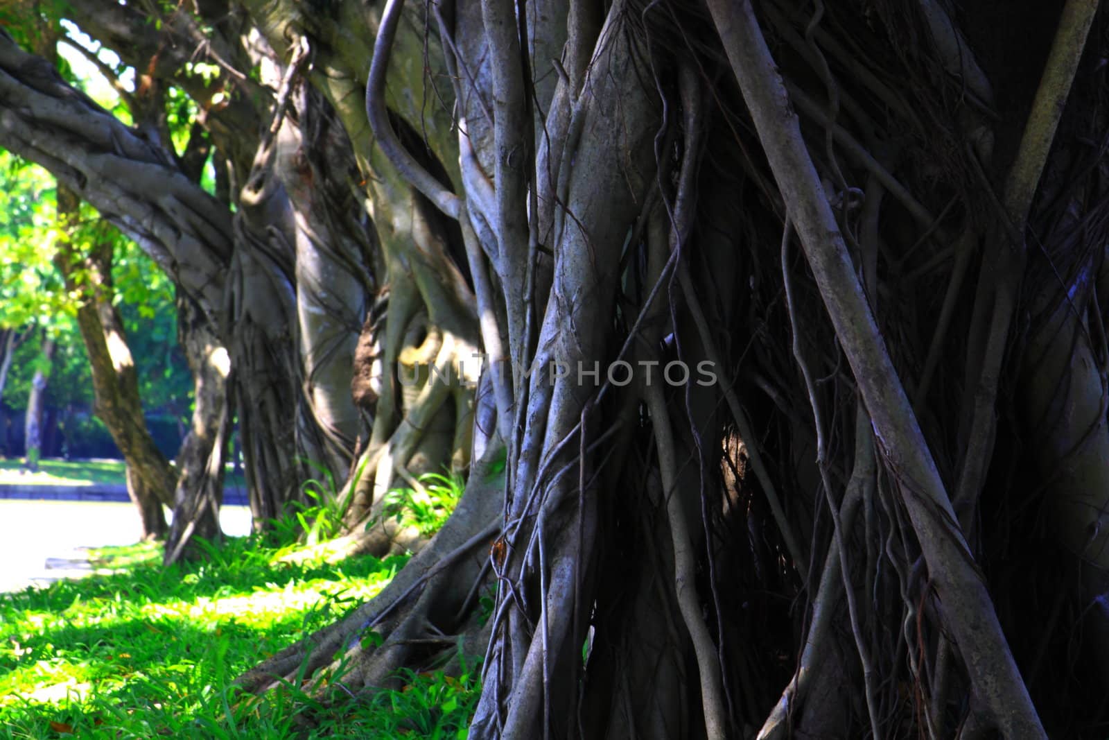 root of bunyan tree in serithaipark bangkok Thailand