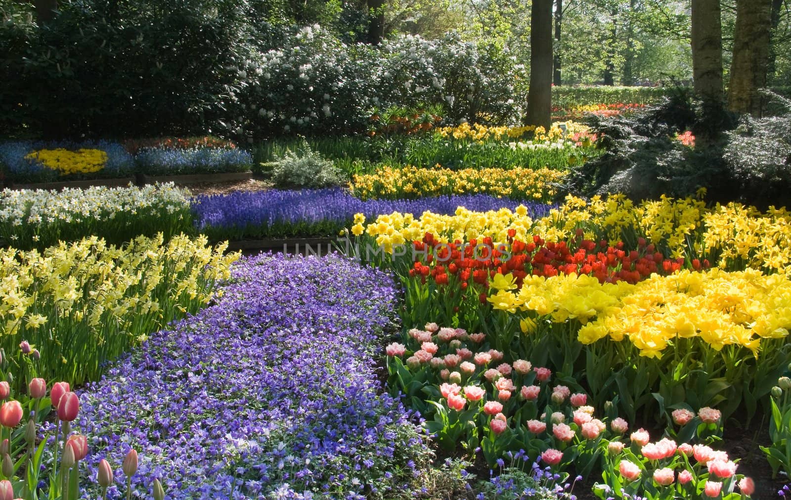 Blossoming park with lots of flowers in spring 