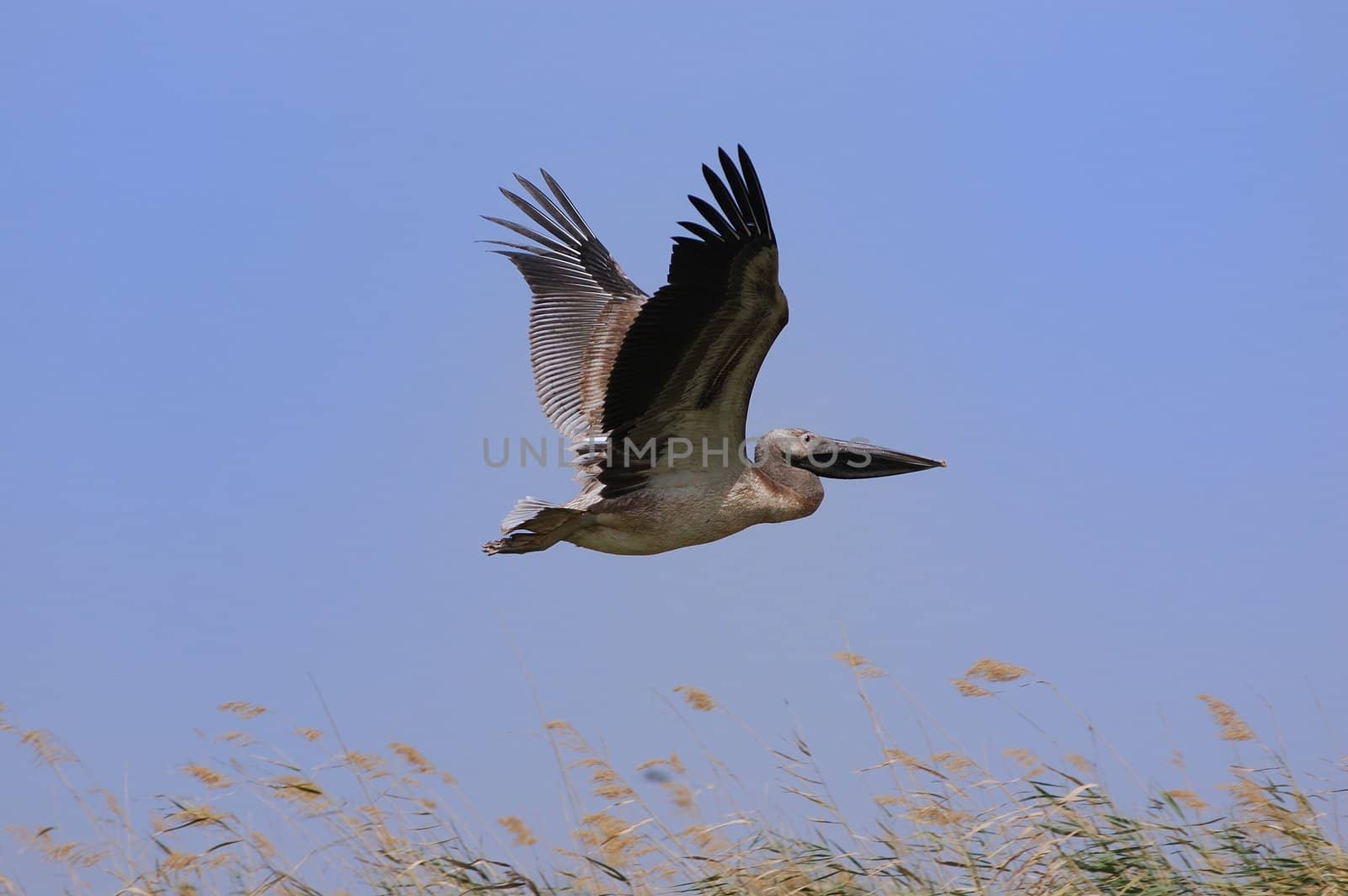 Bird in flight on blue sky background