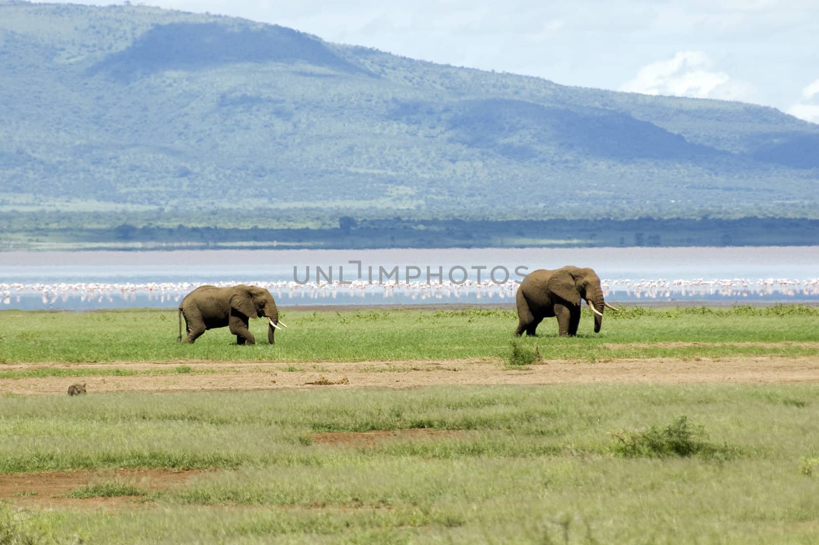 Two elephants walk in the Lake Manyara by faberfoto