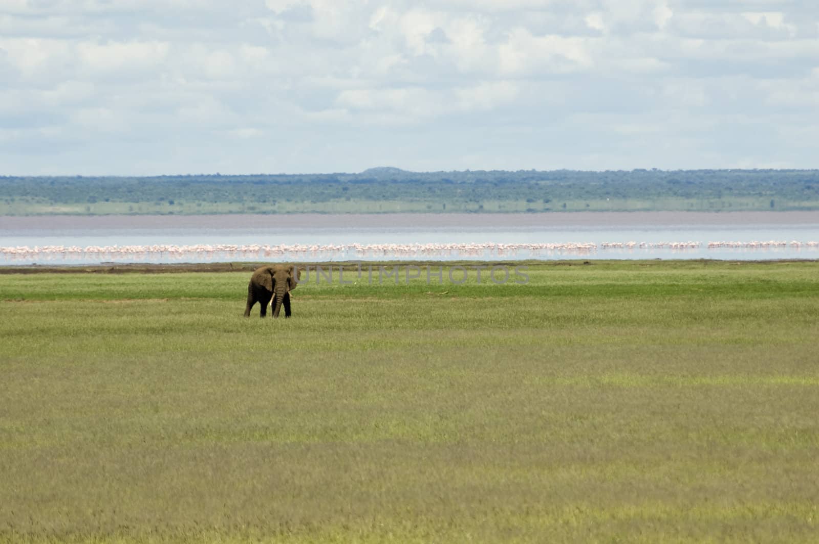 Elephant in the Lake Manyara National Park - Best of Tanzania