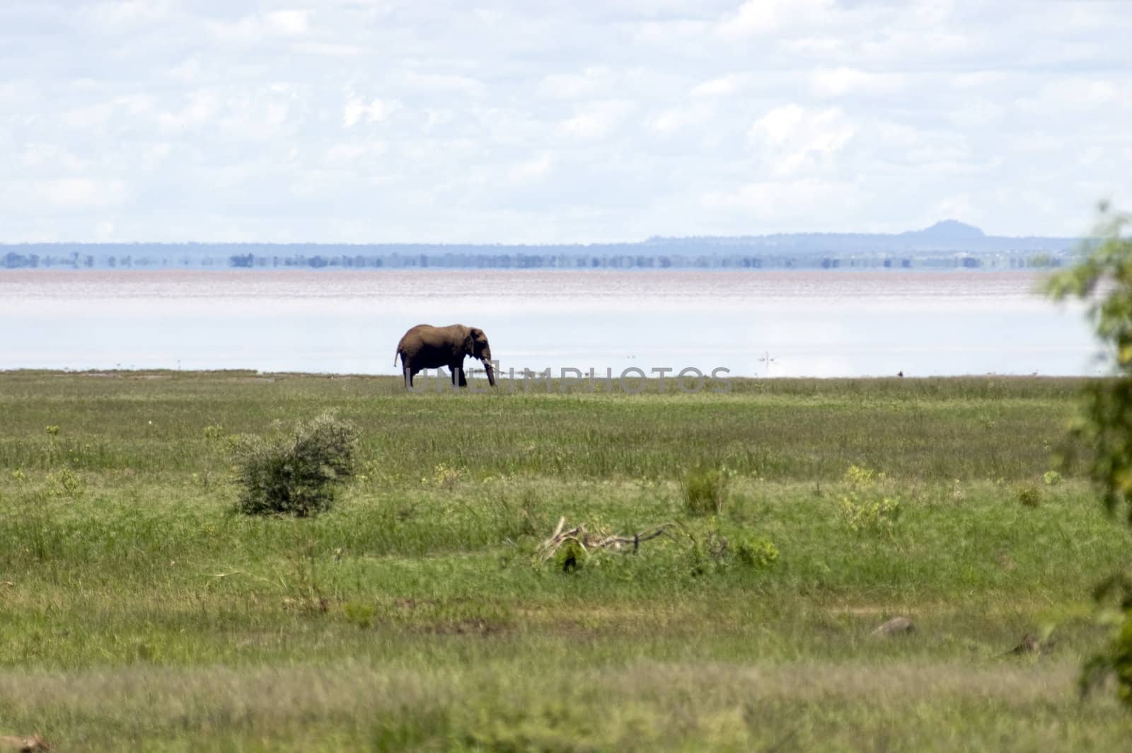 Elephant in the grass by faberfoto