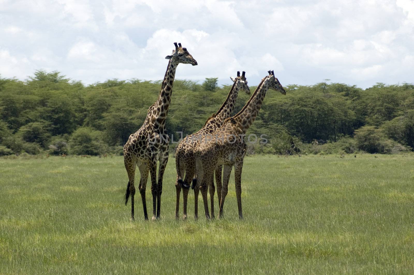 Giraffe in the Lake Manyara National Park - Best of Tanzania