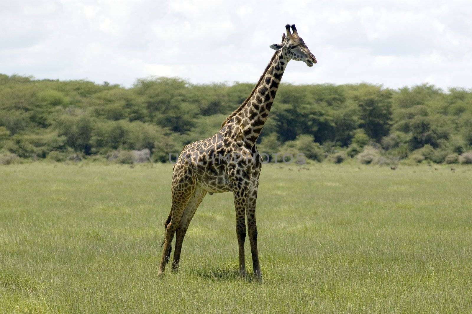 Giraffe in the savannah by faberfoto