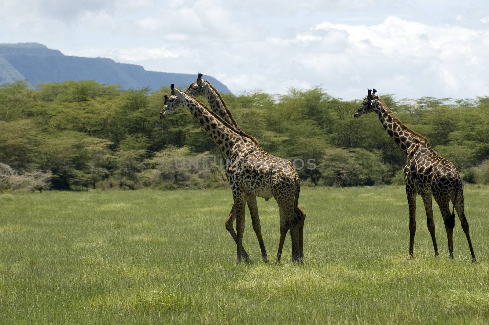 Giraffe in the Lake Manyara National Park - Best of Tanzania