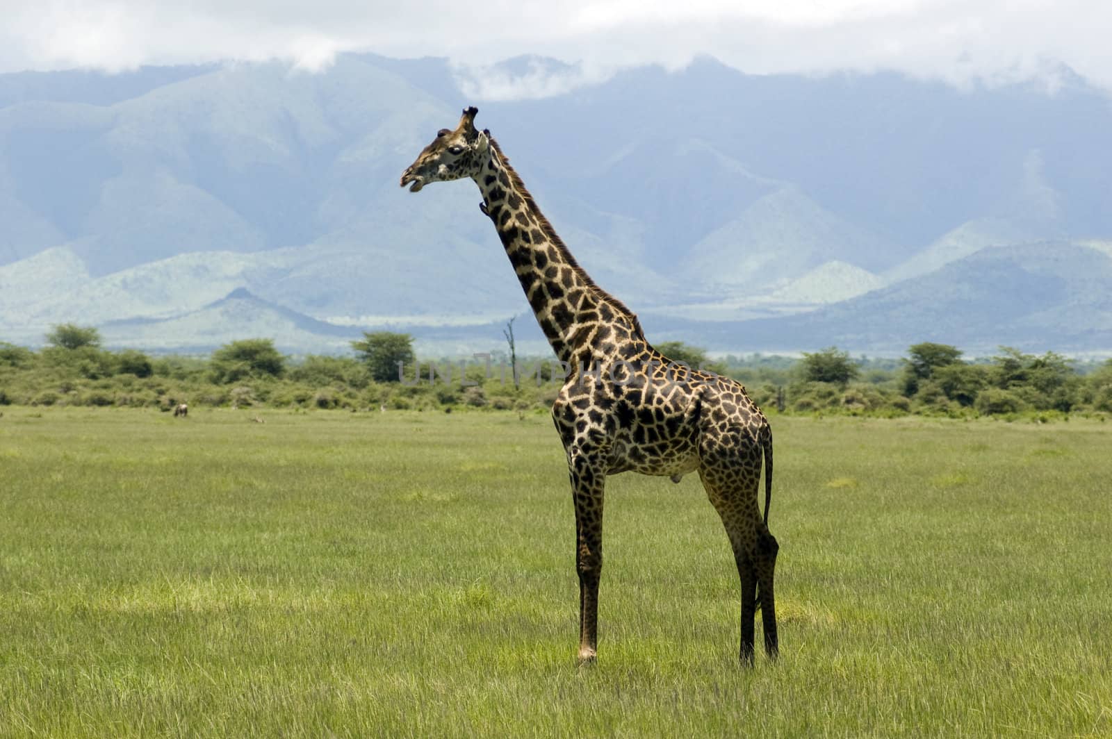 Giraffe in the savannah by faberfoto