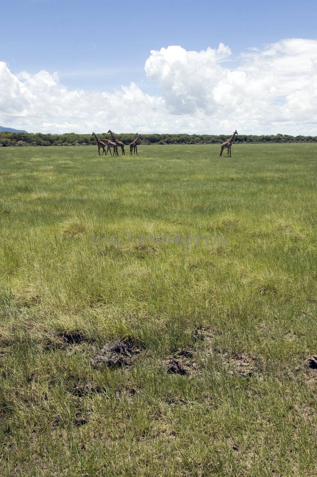 Giraffe in the Lake Manyara National Park - Best of Tanzania