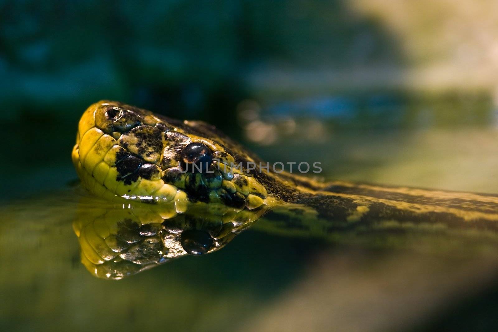 Swimming Yellow anaconda, native to South American swamps and marshes