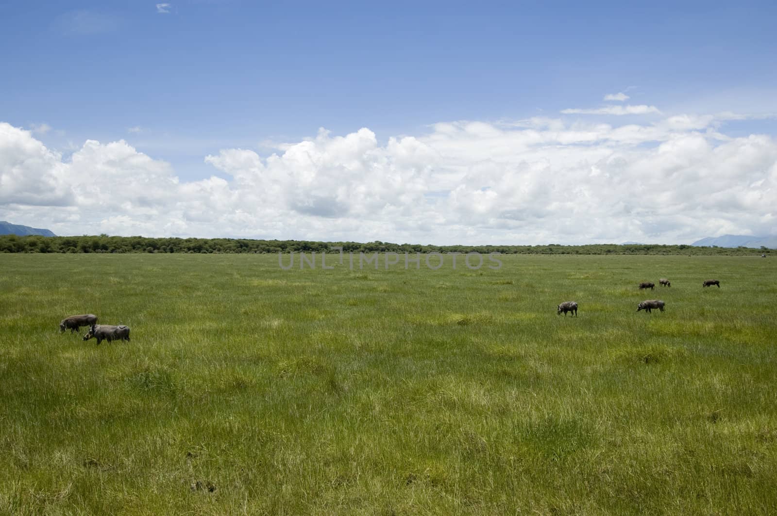 Warthog family in the Lake Manyara National Park - Best of Tanzania