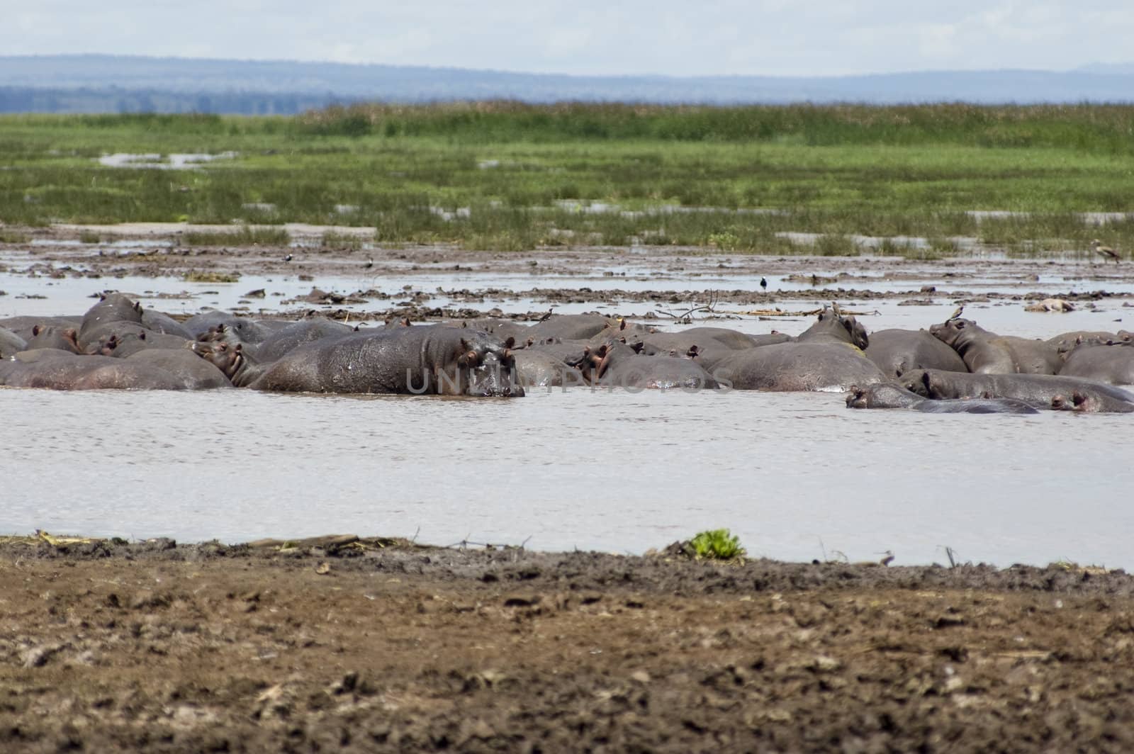 Hippo sleep in the pool in the Lake Manyara National Park - Best of Tanzania