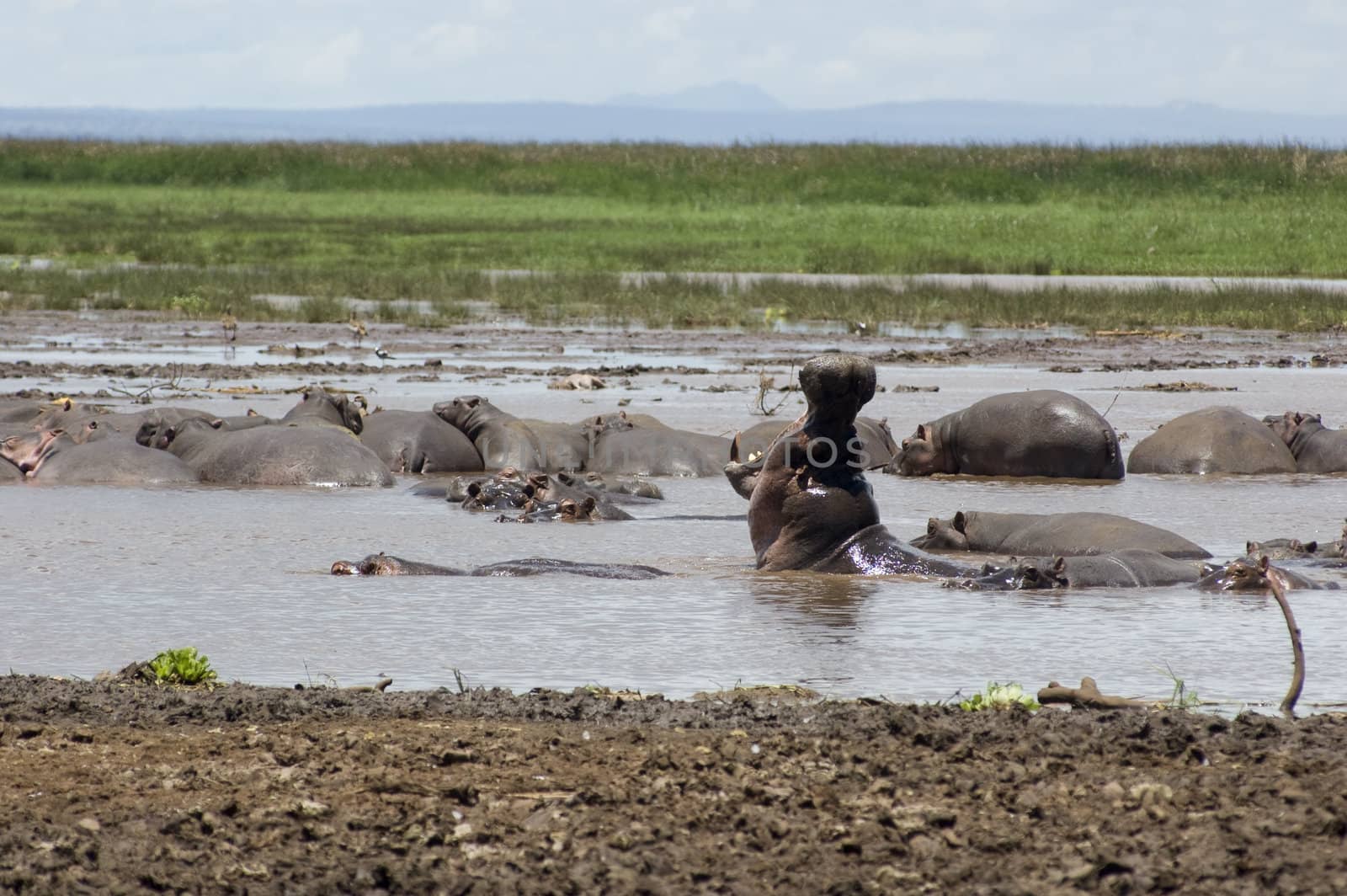 Hippo in the pool in the Lake Manyara National Park - Best of Tanzania