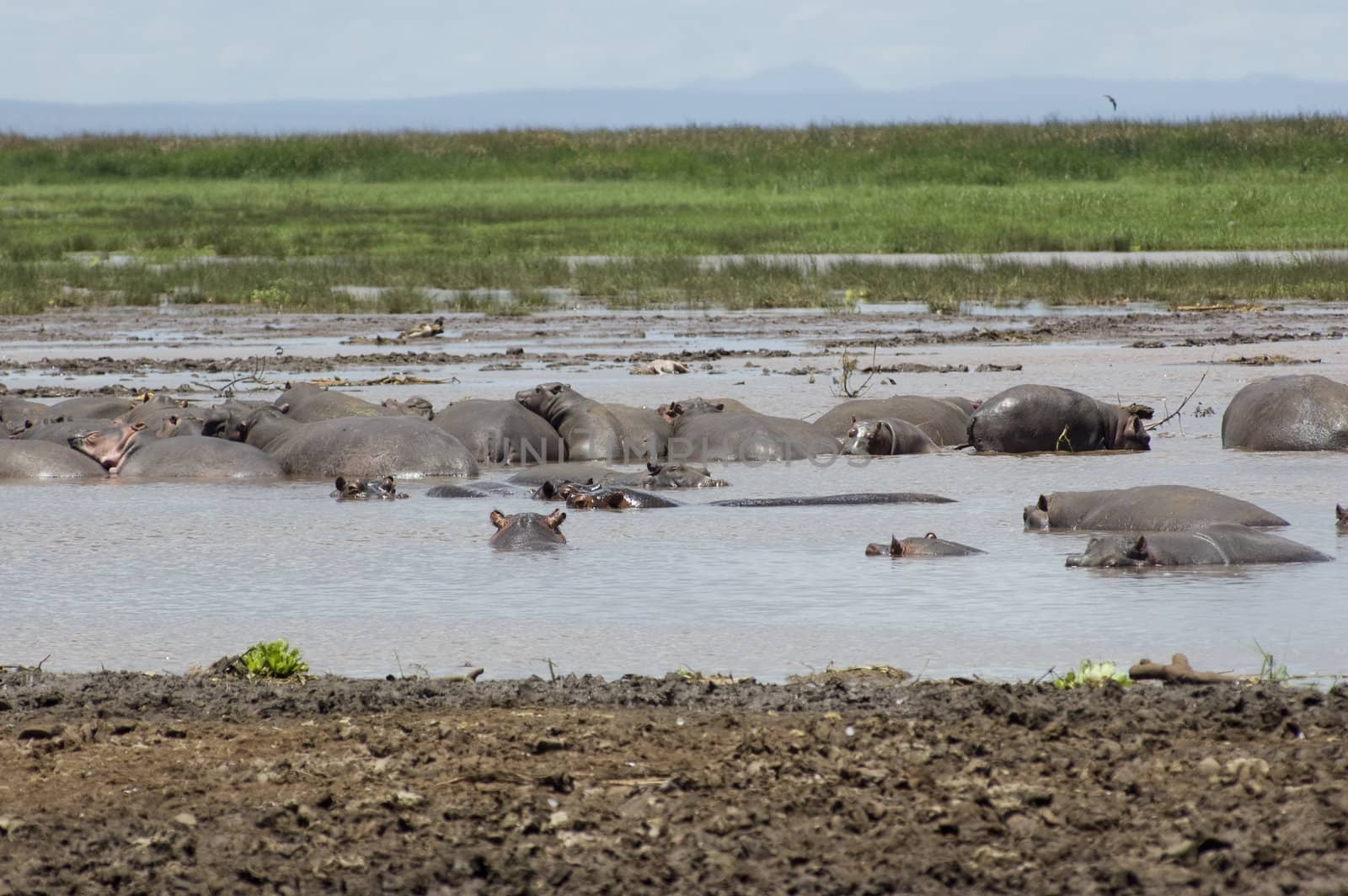 Hippo in the pool by faberfoto