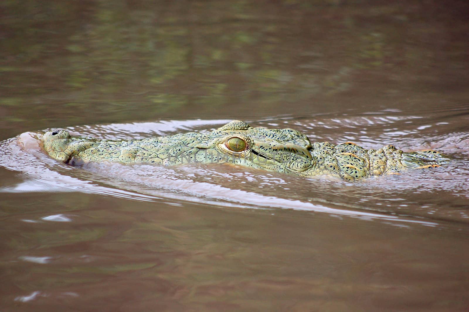 Crocodile in the water in the Lake Manyara National Park - Best of Tanzania