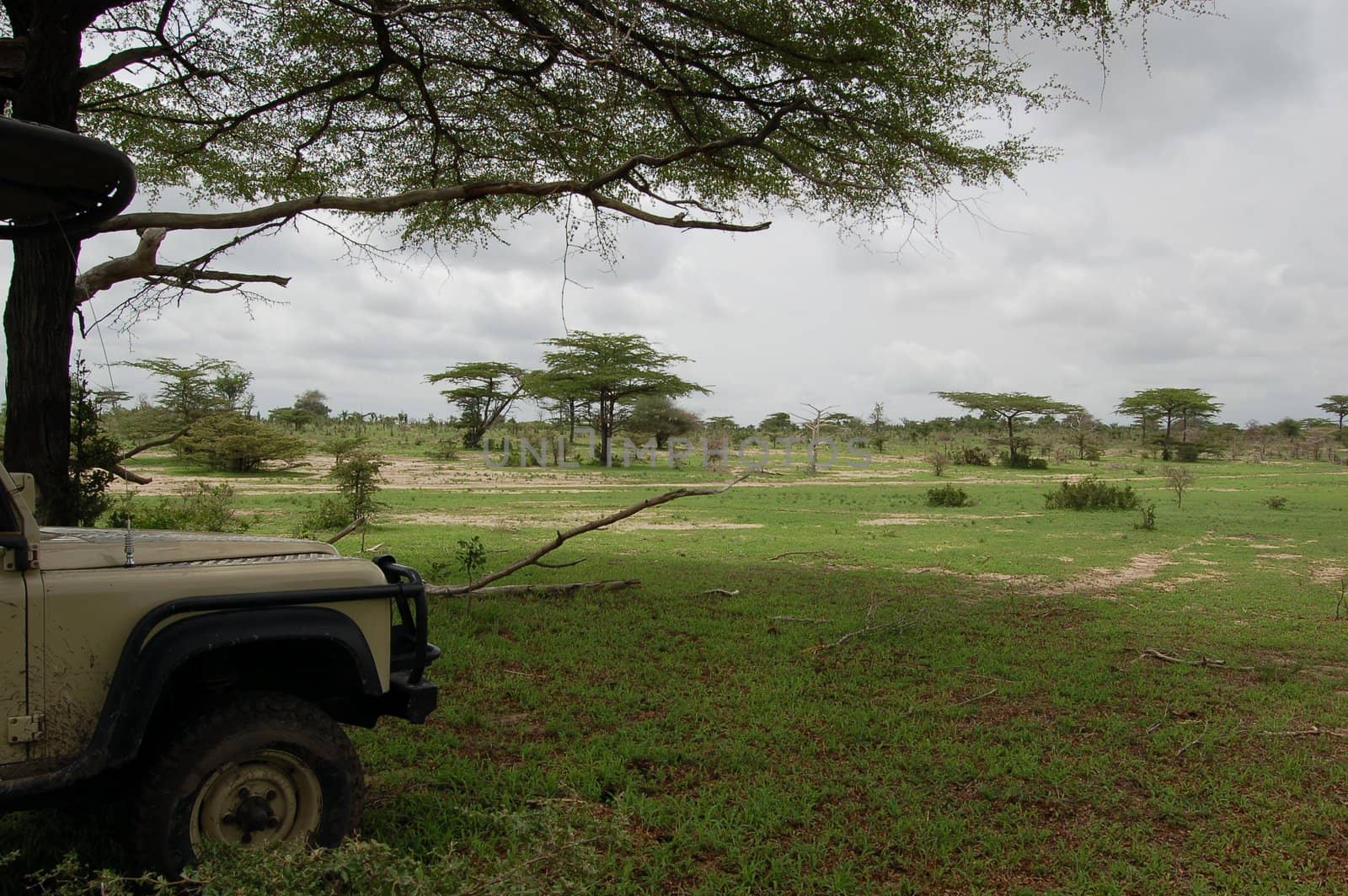 African Safari car under the tree
