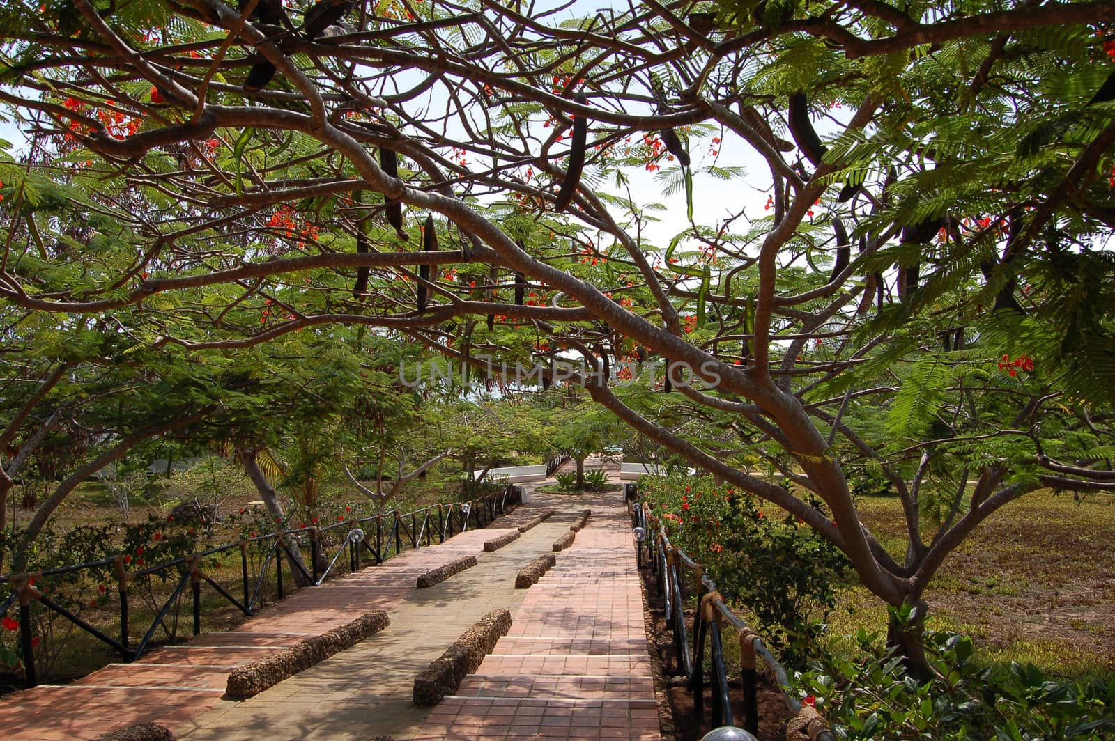 Tropical garden