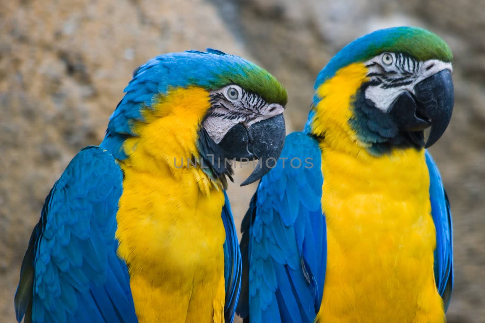 Portrait of two yellow and blue parrots