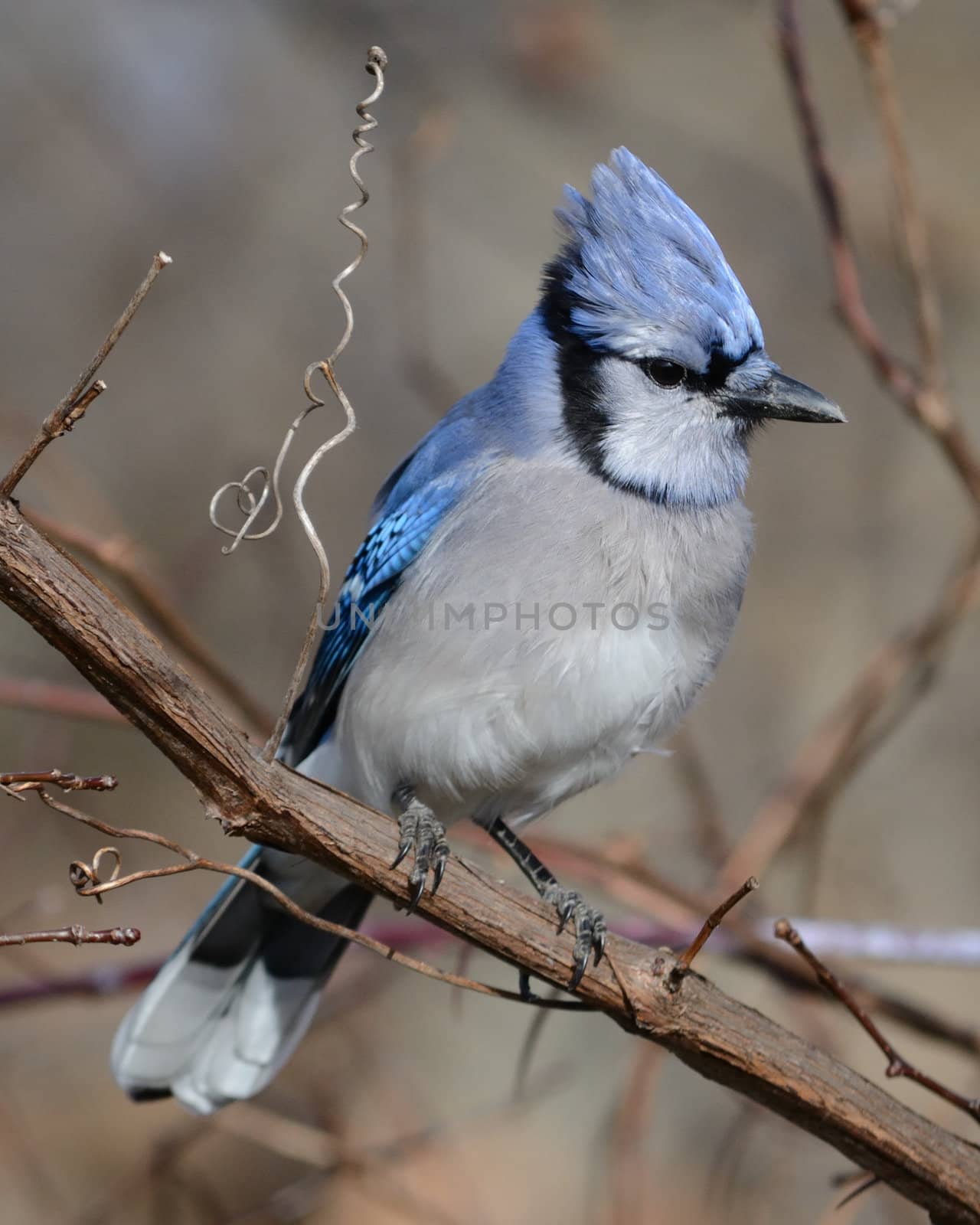 A blue jay perched on a tree branch.