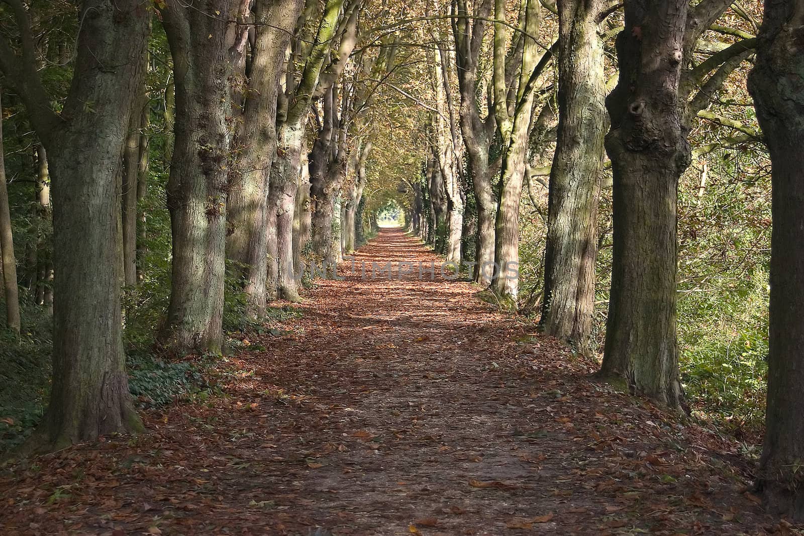 Alley in the park in autumn 