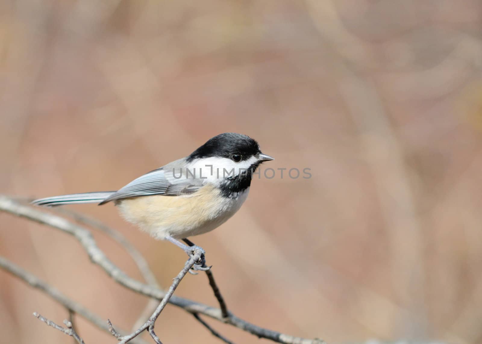 A black-capped chickadee perched on a tree branch.