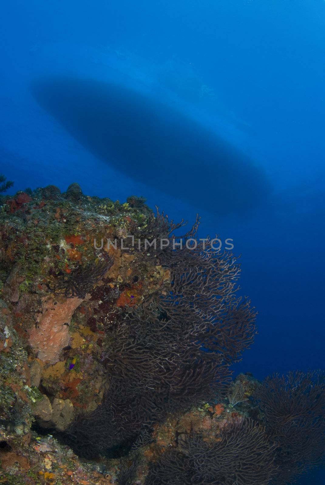 A coral head in the foreground in beautiful blue ocean water, with the hull of the boat visible above the surface of the water.