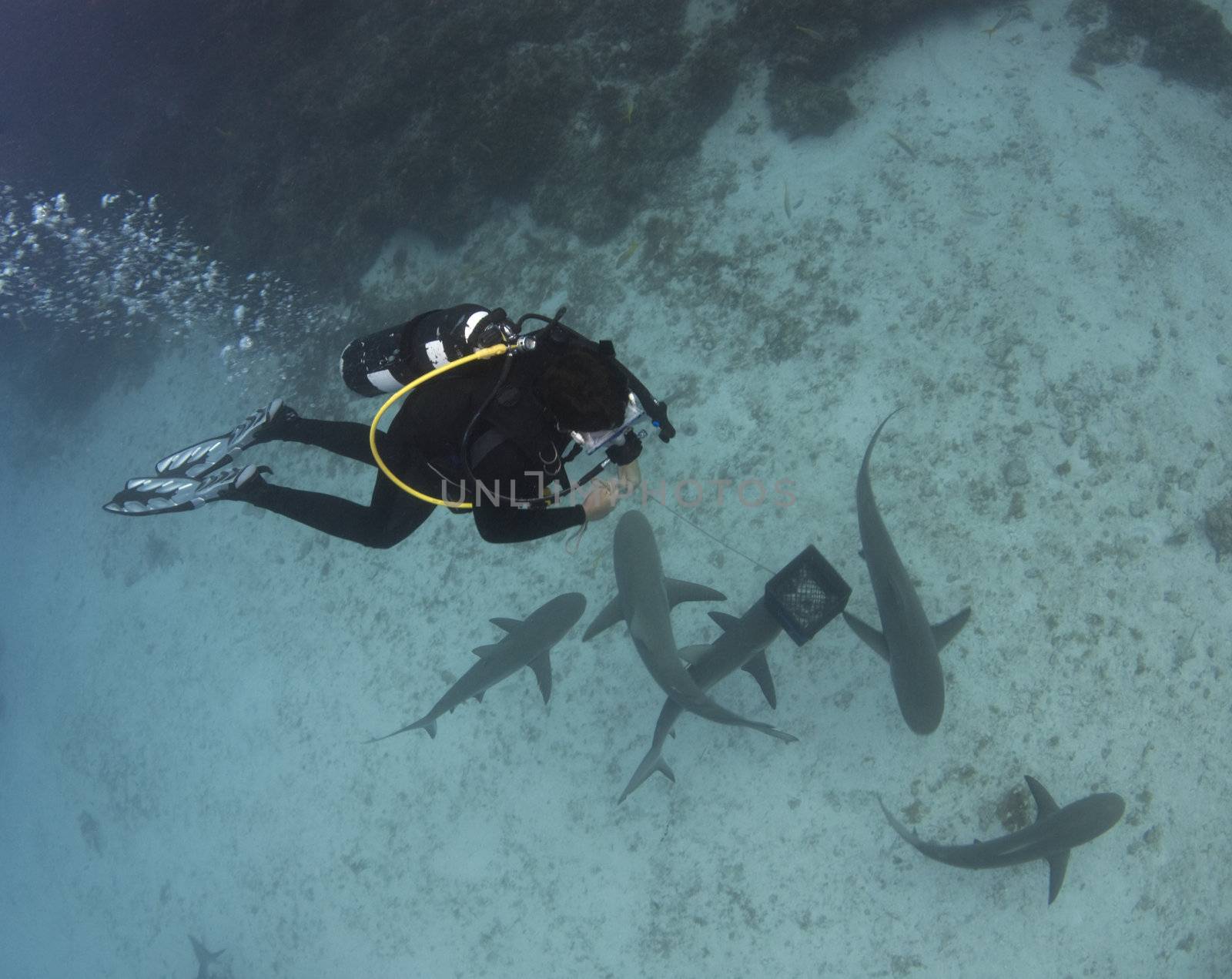 A scuba diver studies a school of Lemon Sharks (Negaprion brevirostris) circling bait.