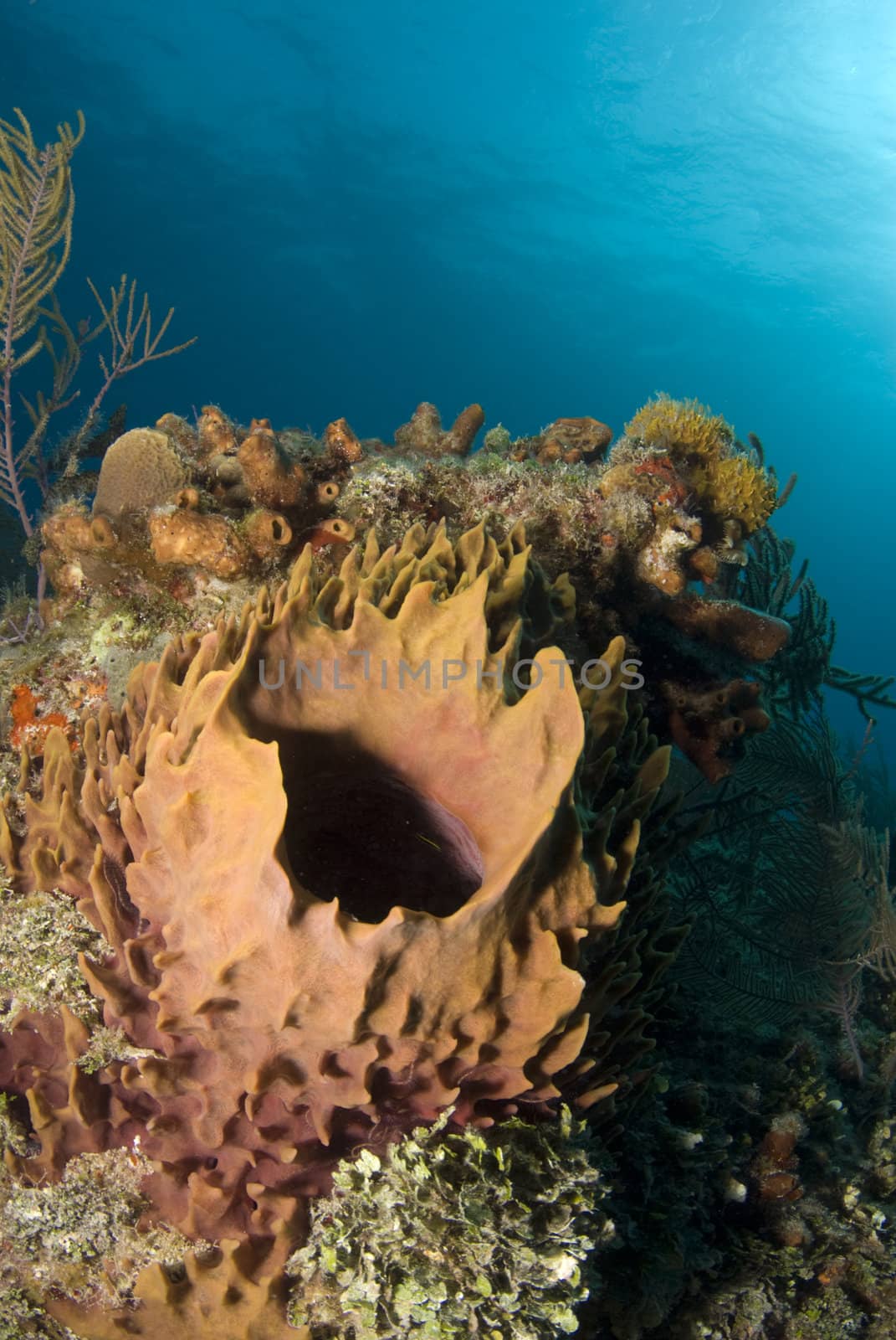 An orange hard coral on a reef in the waters of the Bahamas, with the calm sea surface apparent in the background