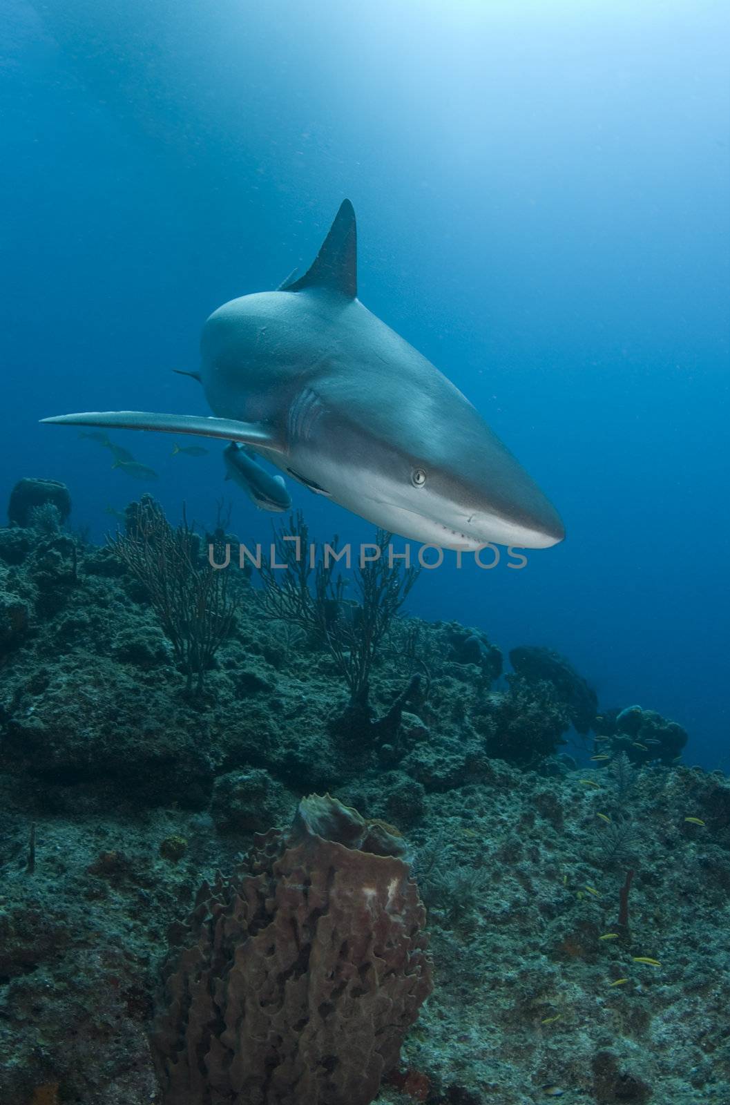 A Caribbean Reef Shark (Carcharhinius perezi) swims over a coral reef in the Bahamas, under the shadow of a boat on the surface