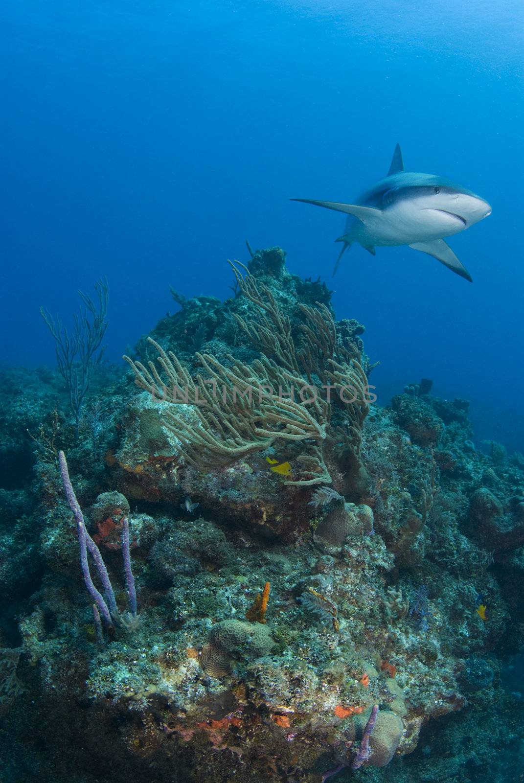 A Caribbean Reef Shark (Carcharhinius perezi) swims over coral reef growth in the blue waters of the Bahamas