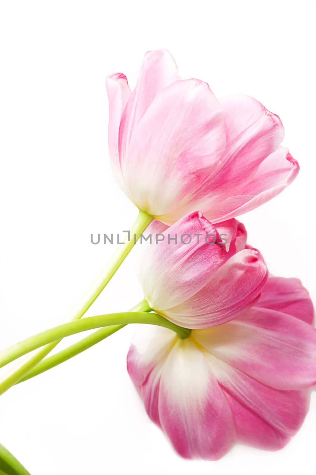 Some opened pink tulips over white with it's back