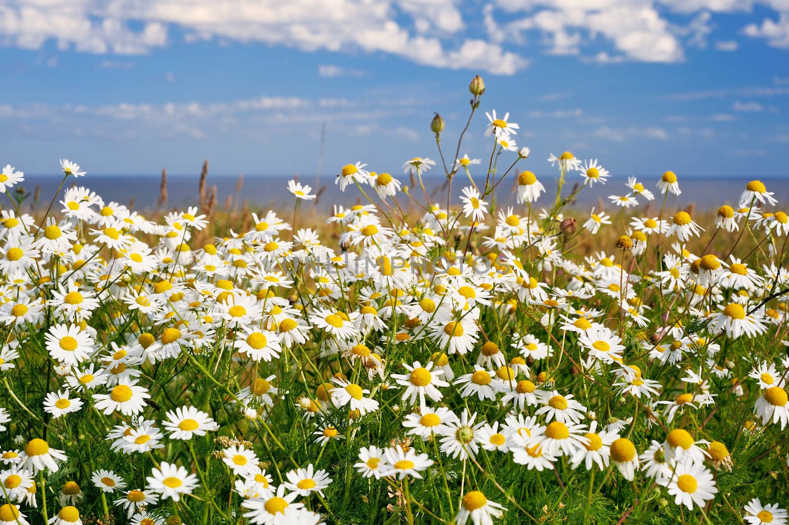 Flowers daisy in a meadow near coastline in the sunny day