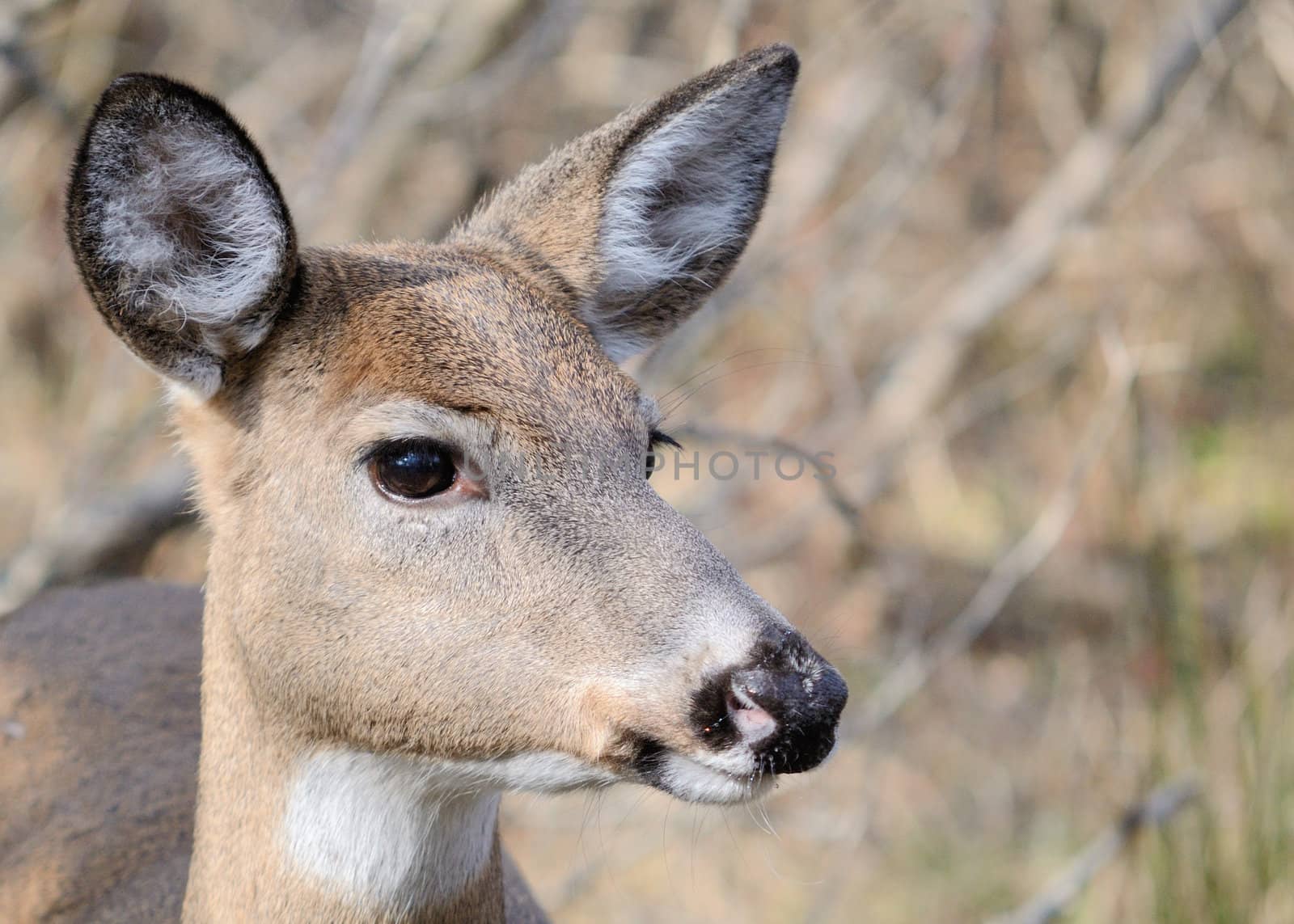Whitetail deer doe close up head shot.