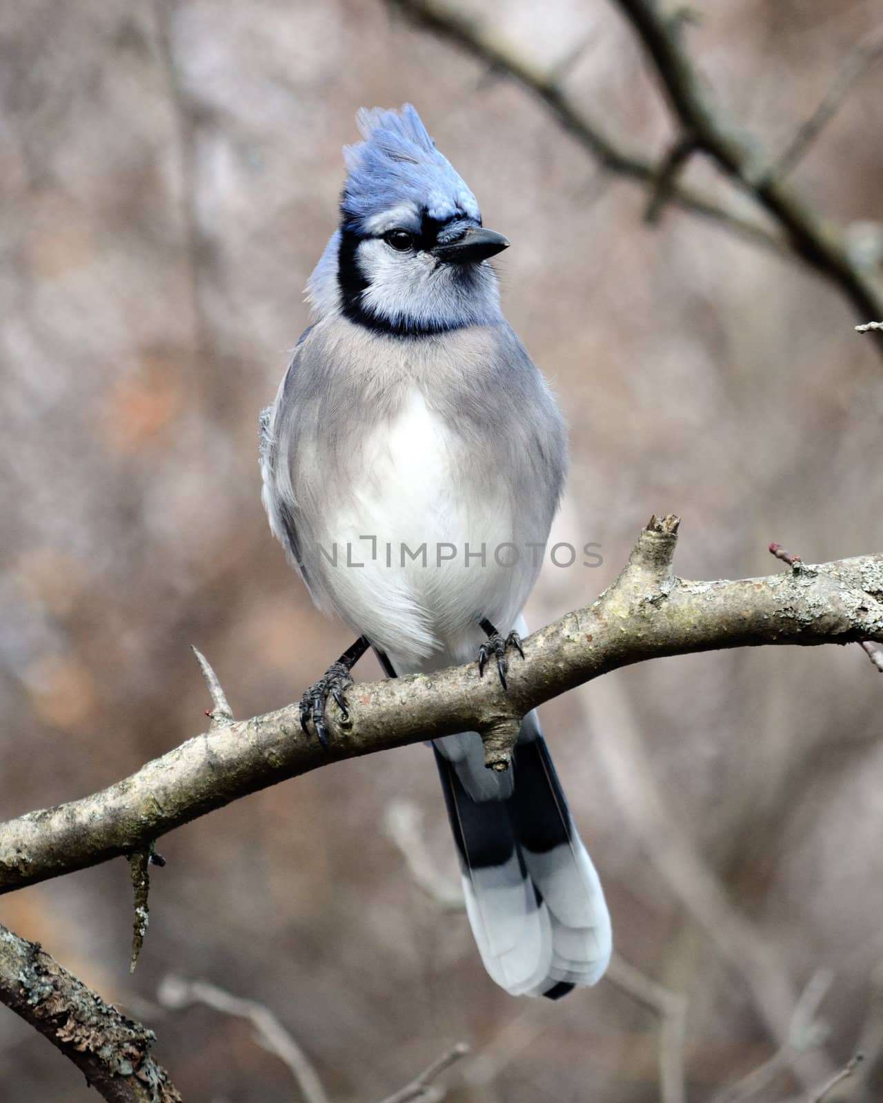 A blue jay perched on a tree branch.