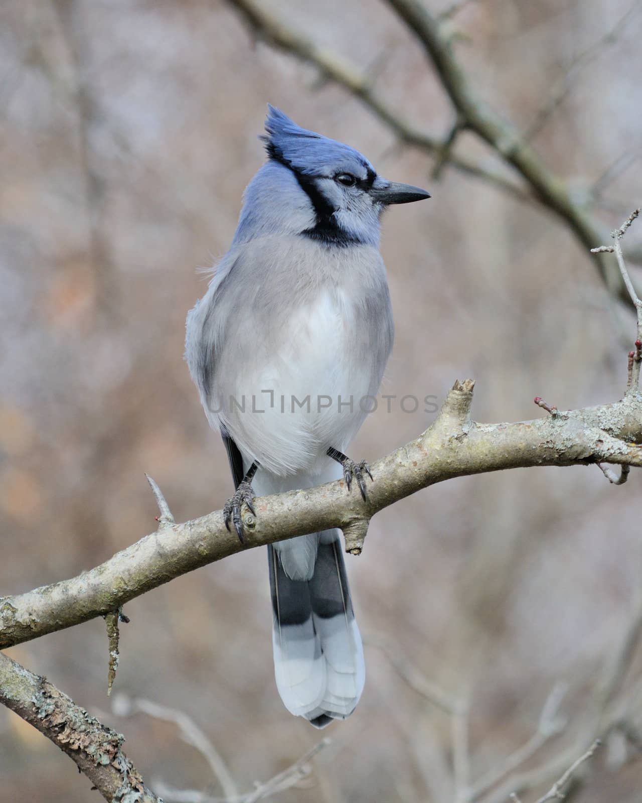 A blue jay perched on a tree branch.