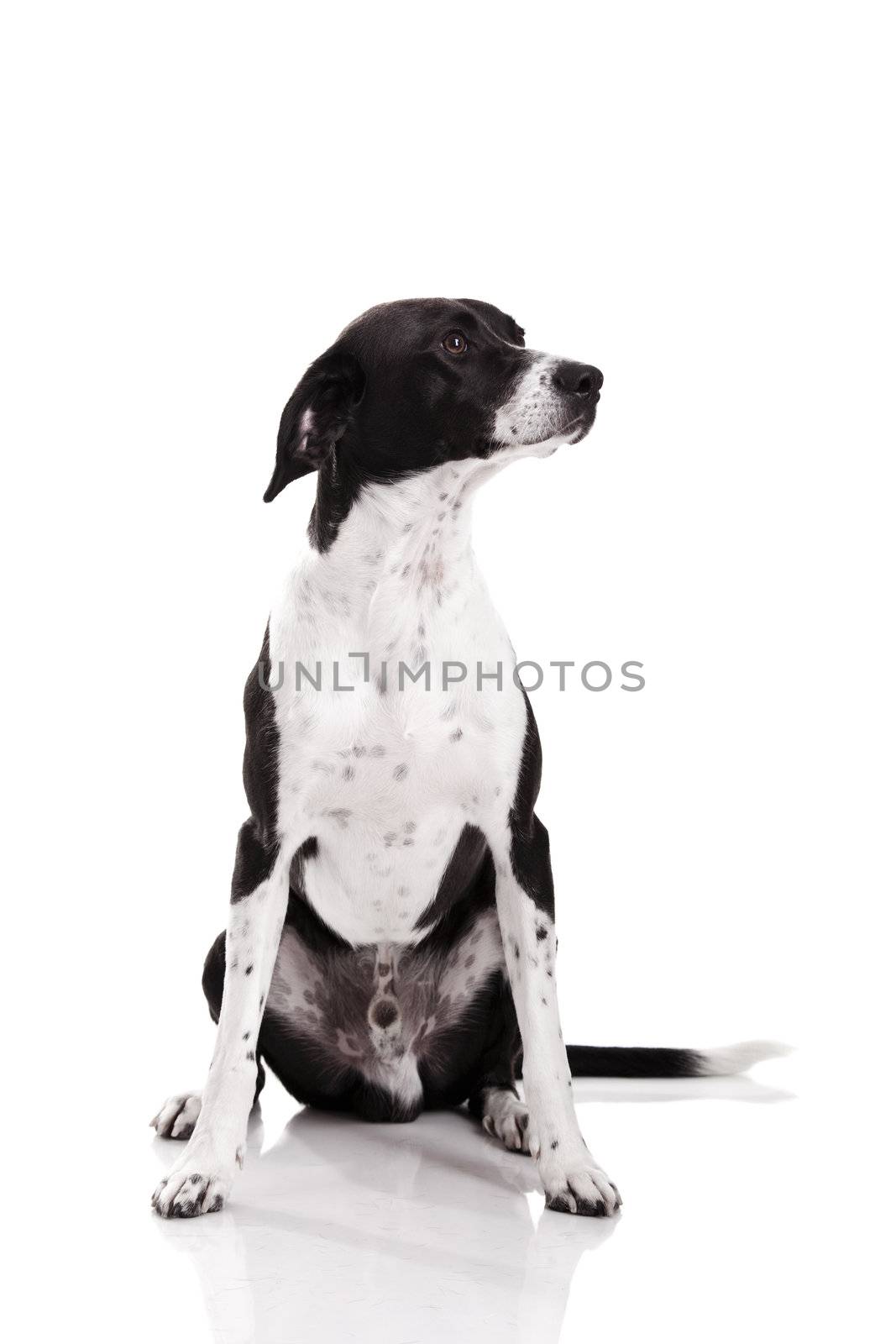 Beautiful mixed breed dog sitting and isolated on white background