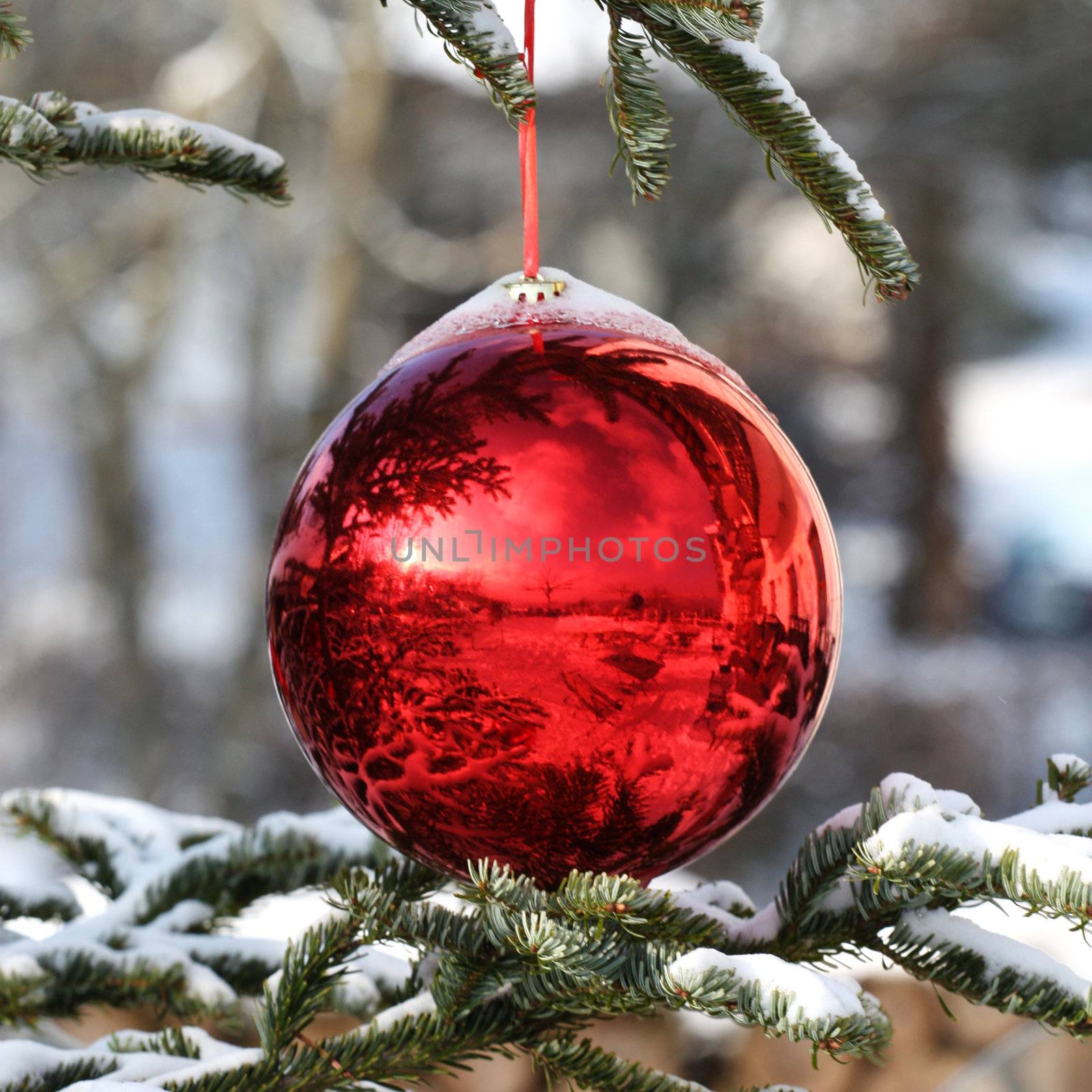 Red Bauble on Christmas Tree with Reflection