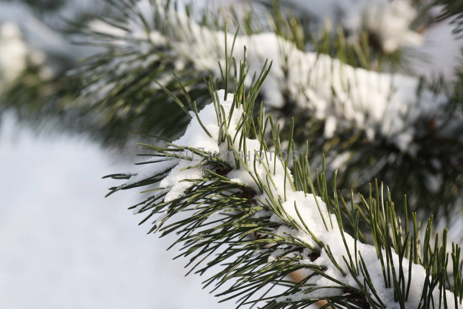 fresh snow on tree branches 