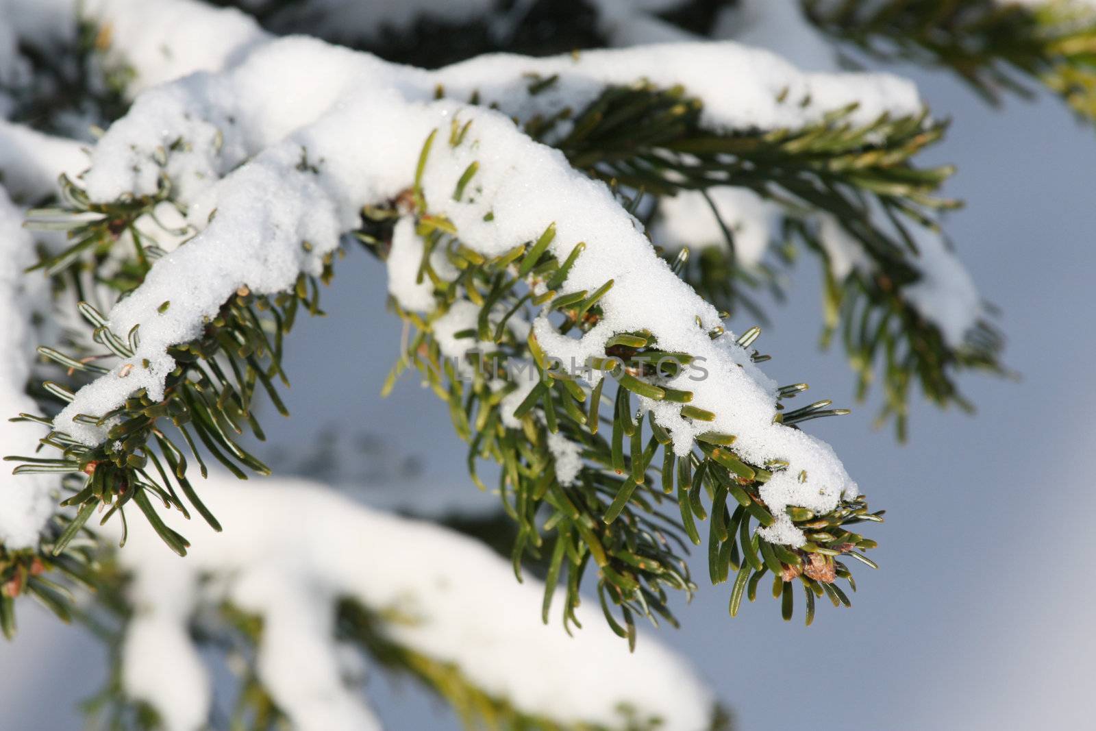 fresh snow on tree branches 