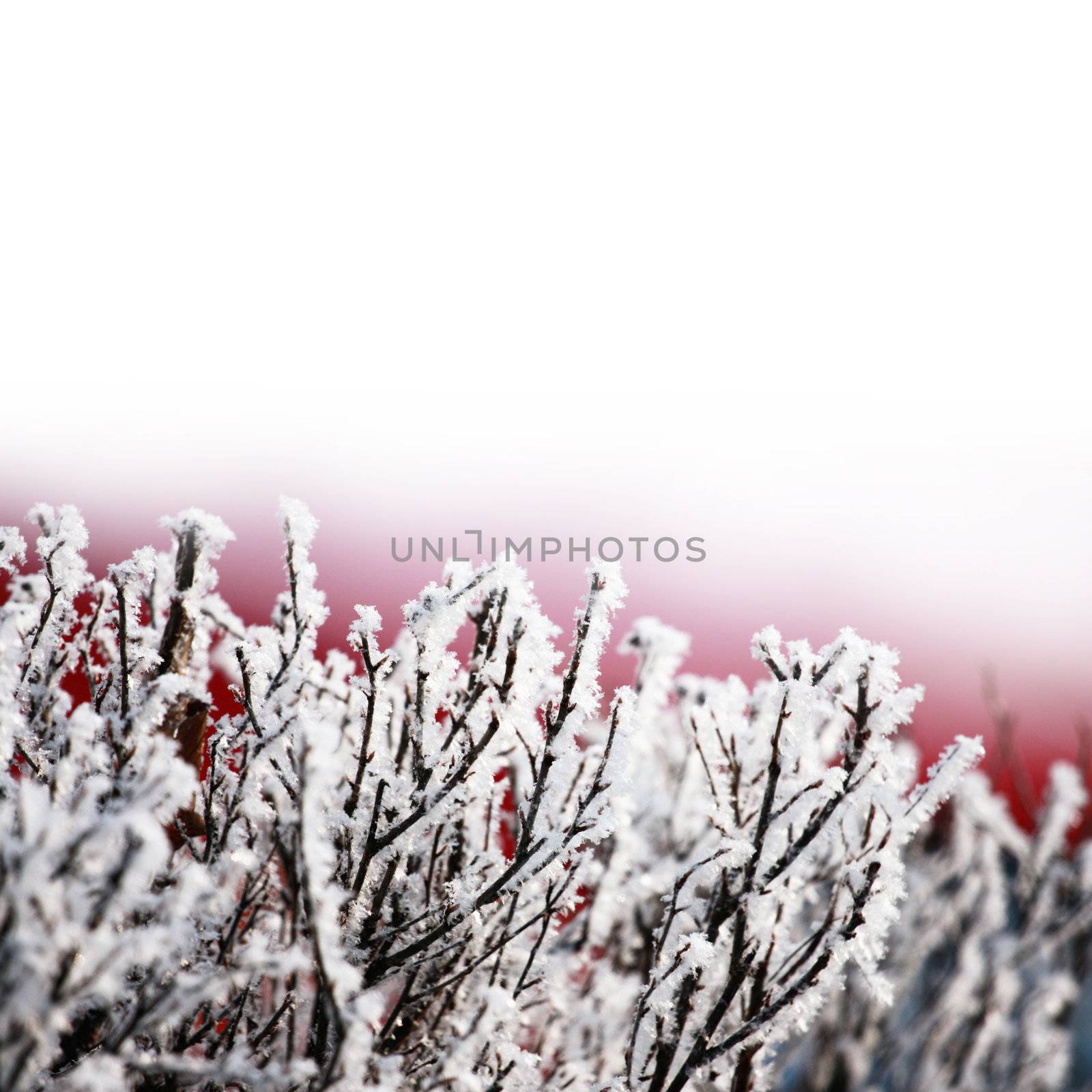 fresh snow on tree branches 