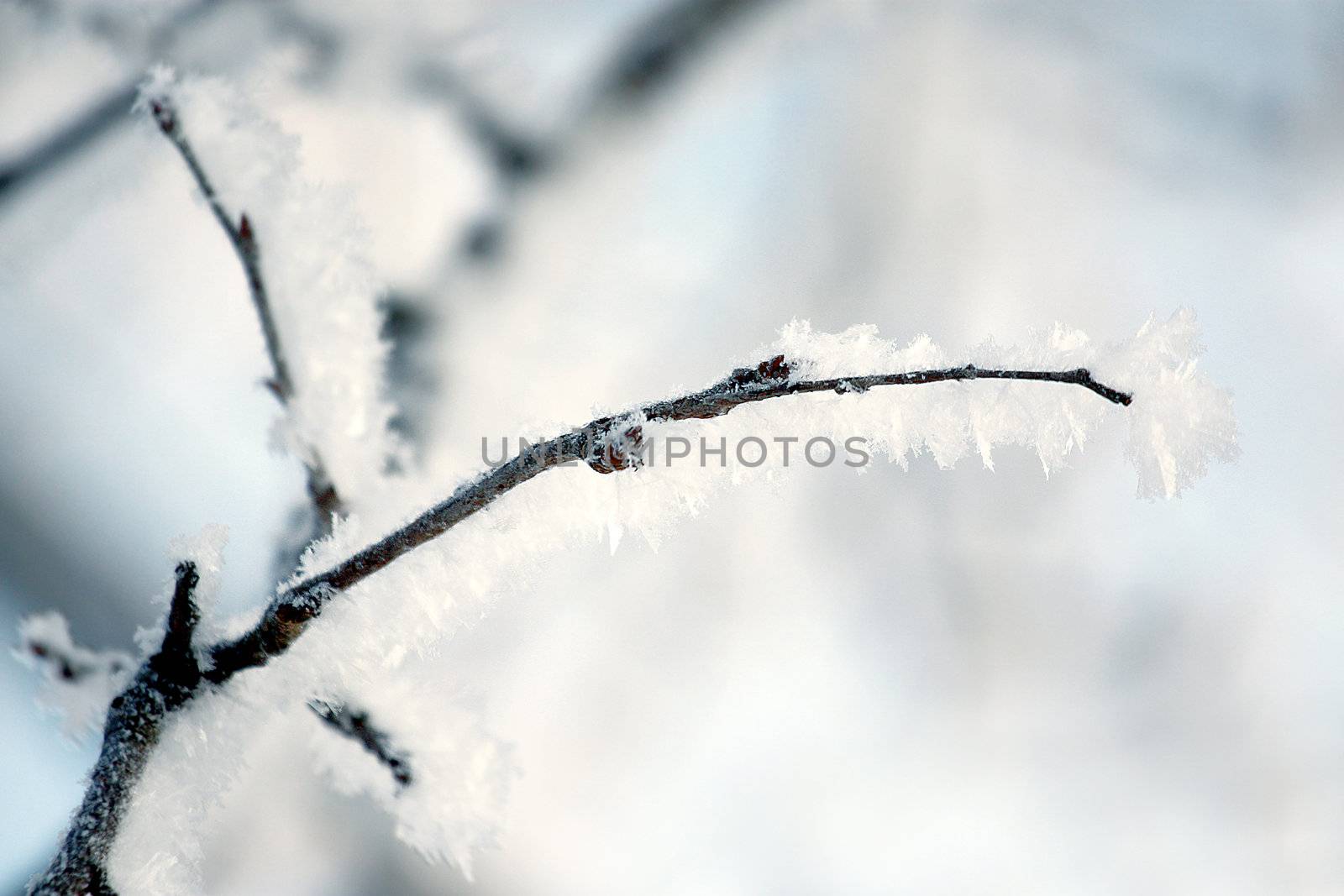 fresh snow on tree branches 