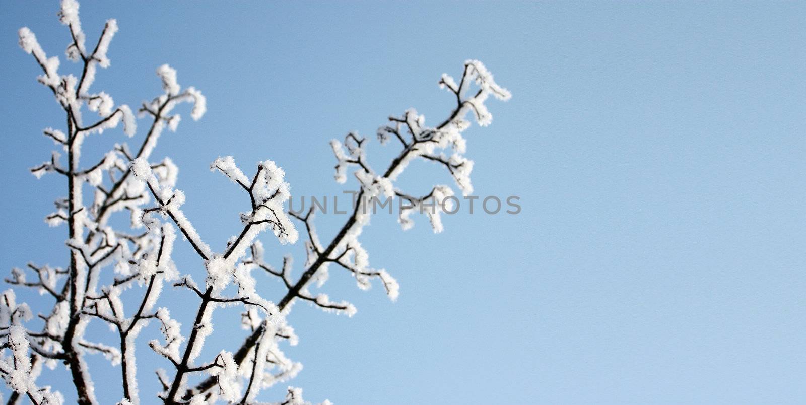 fresh snow on tree branches 