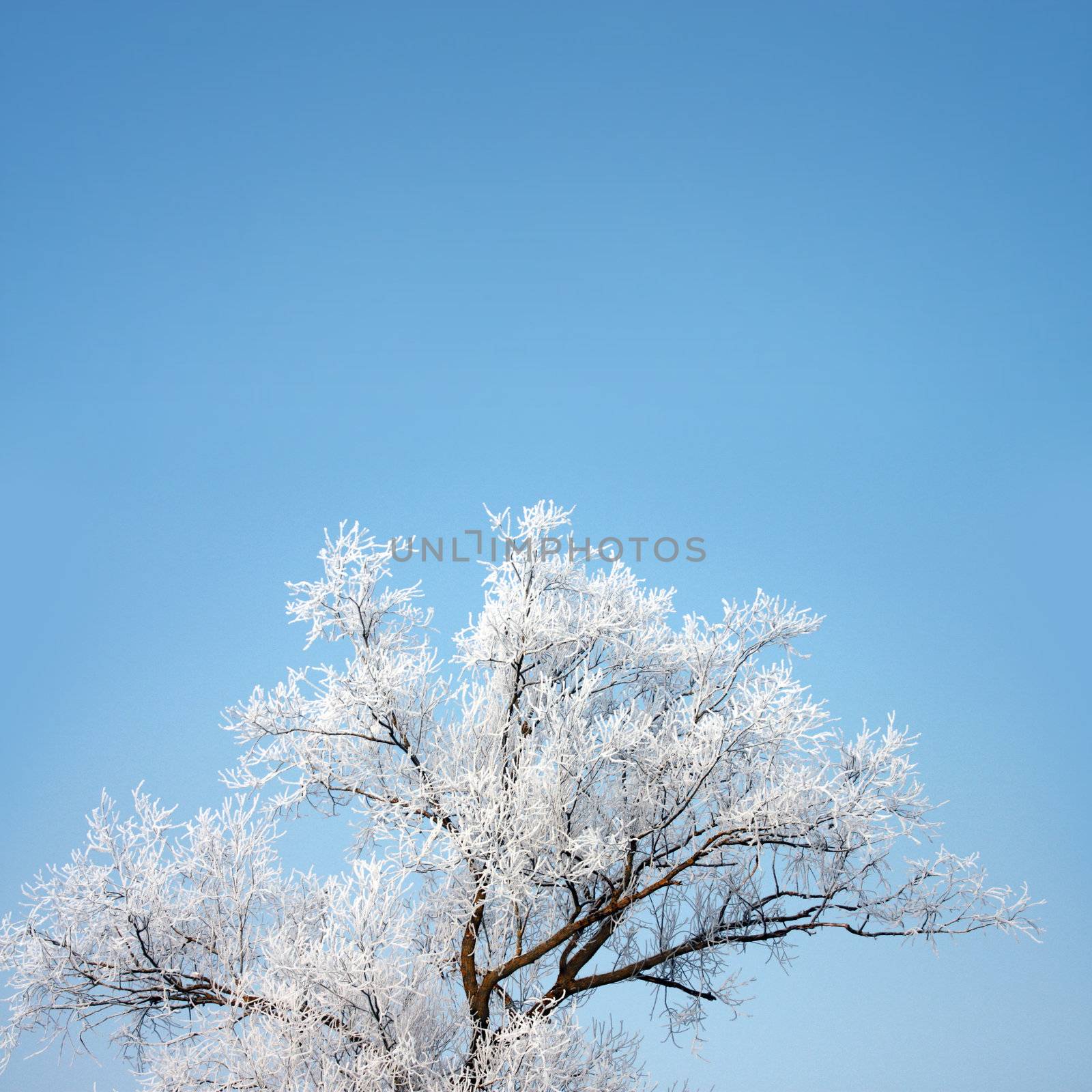 fresh snow on tree branches 