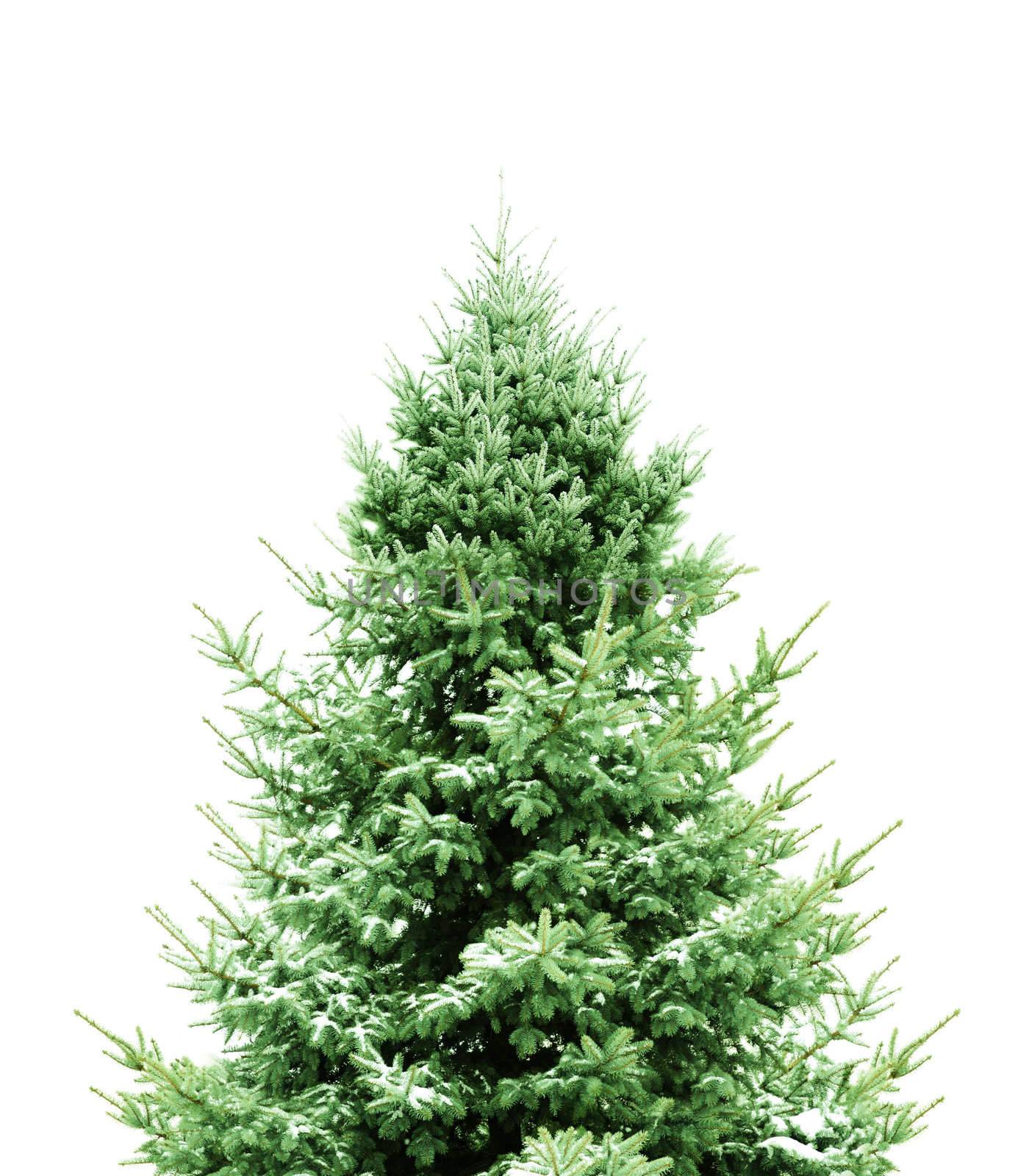 Green Pine for Christmas by photochecker