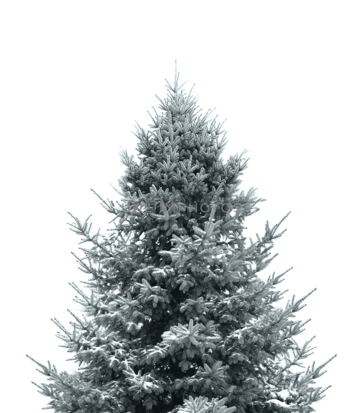 Dark green Christmas tree by photochecker