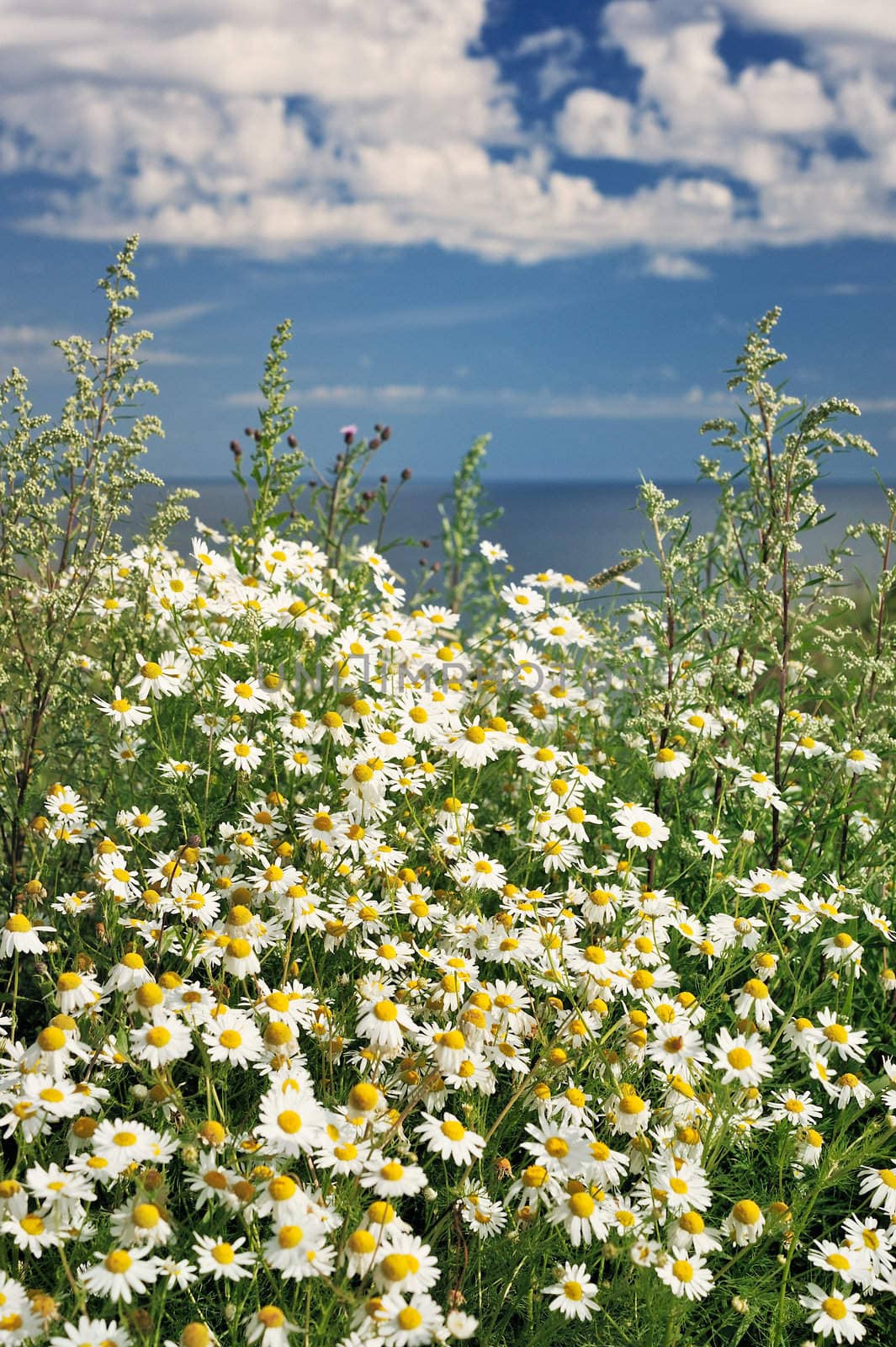 Flowers daisy near coastline in the sunny day